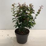 Parrotia persica Persian Spire