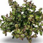Parrotia persica Persian Spire