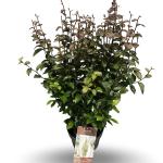 Parrotia persica Persian Spire