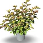 Physocarpus opulif. Amber Jubilee