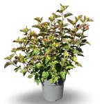 Physocarpus opulif. Amber Jubilee