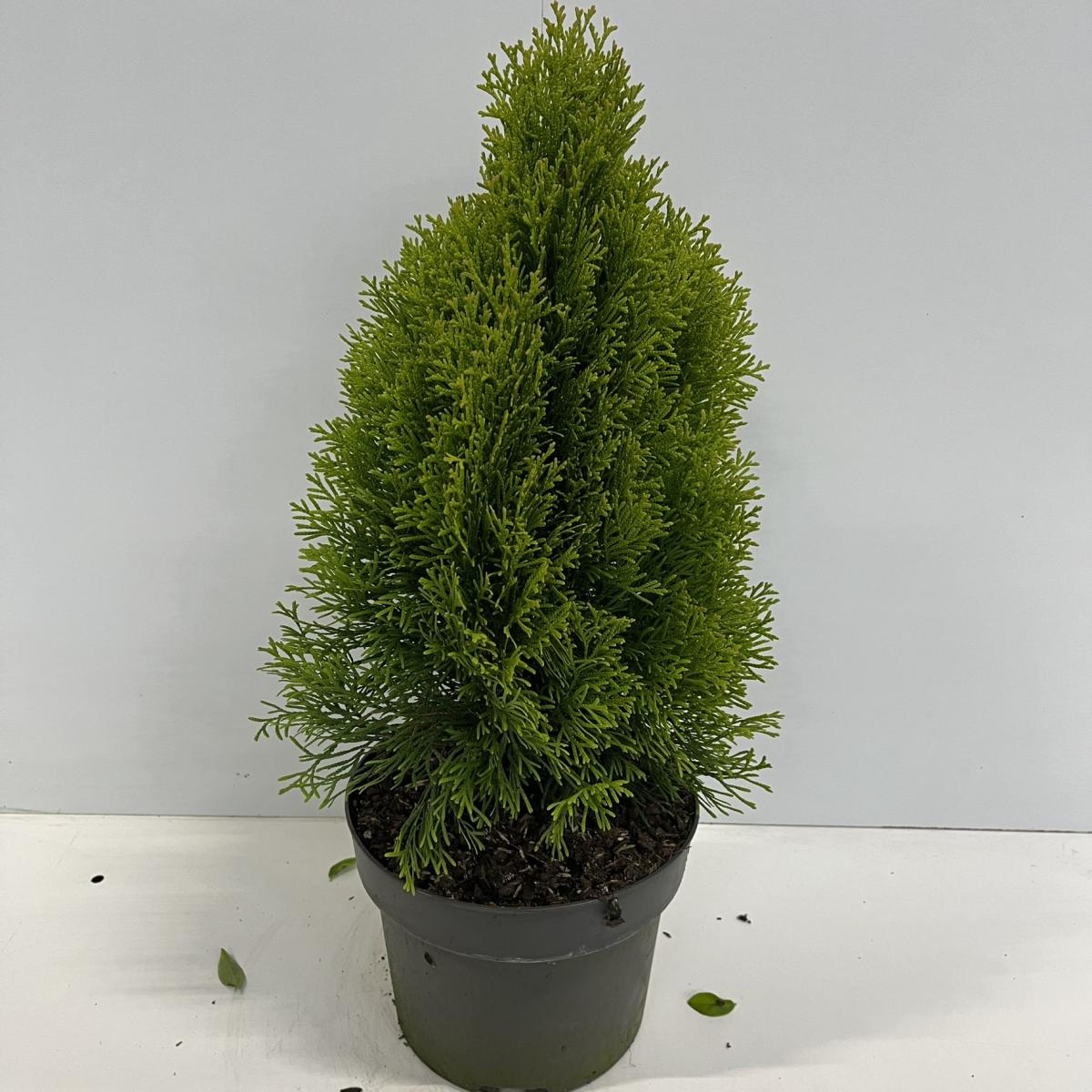 Thuja occ. Golden Smaragd