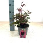 Astilbe (A) 'Red Shades'