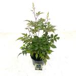 Astilbe (A) 'Astary White'
