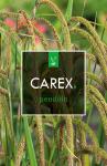 Carex pendula