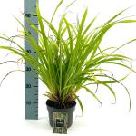 Carex pendula