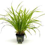 Carex pendula
