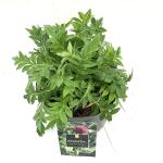 Knautia m. 'Melton Pastels'