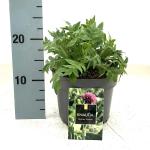 Knautia m. 'Melton Pastels'