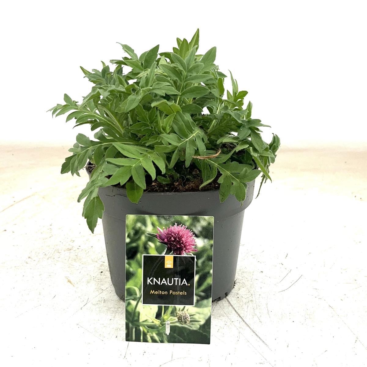 Knautia m. 'Melton Pastels'