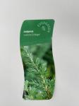 Juniperus conferta 'Schlager'
