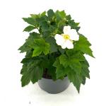 Anemone hyb. 'Honorine Jobert'