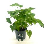 Anemone hyb. 'Honorine Jobert'