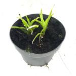 Hemerocallis 'Mini Pearl'