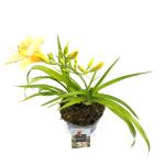 Hemerocallis 'Mini Pearl'