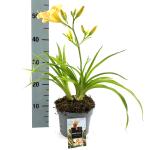 Hemerocallis 'Mini Pearl'