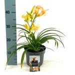 Hemerocallis 'Mini Pearl'