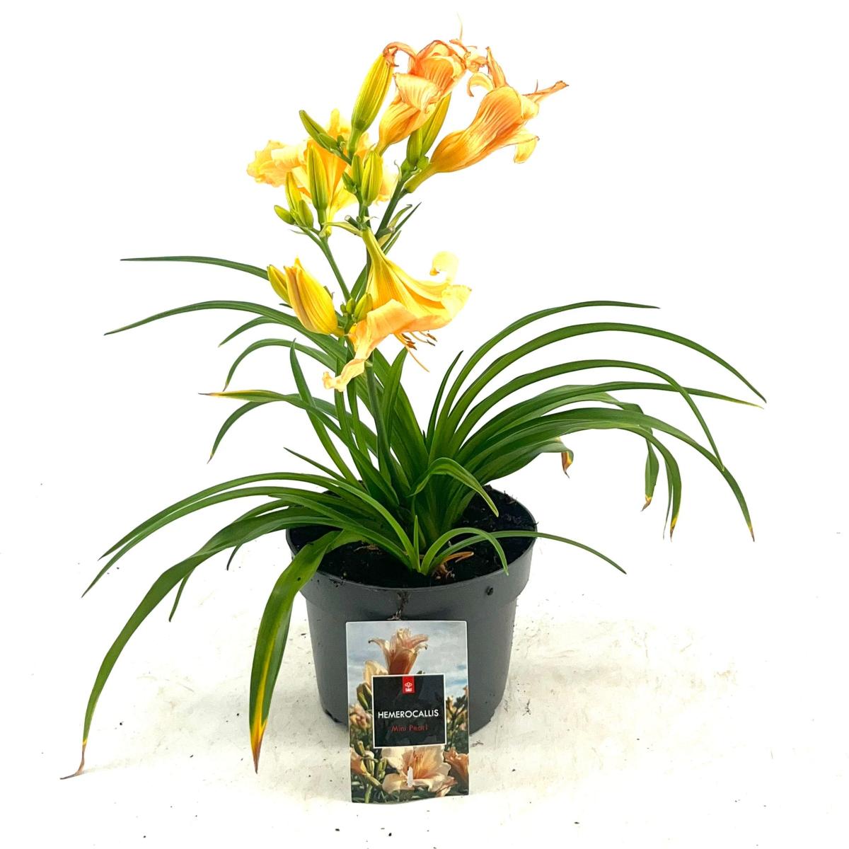 Hemerocallis 'Mini Pearl'