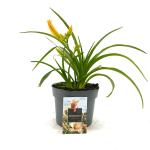 Hemerocallis 'Mini Pearl'