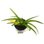 Hemerocallis 'Mini Pearl'