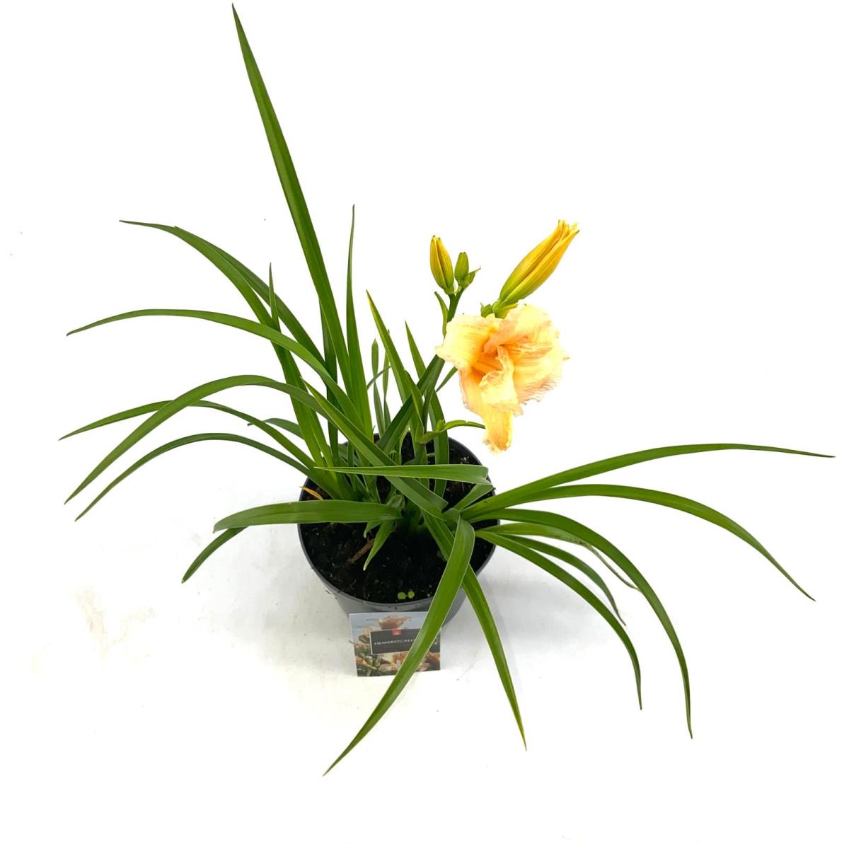 Hemerocallis 'Mini Pearl'