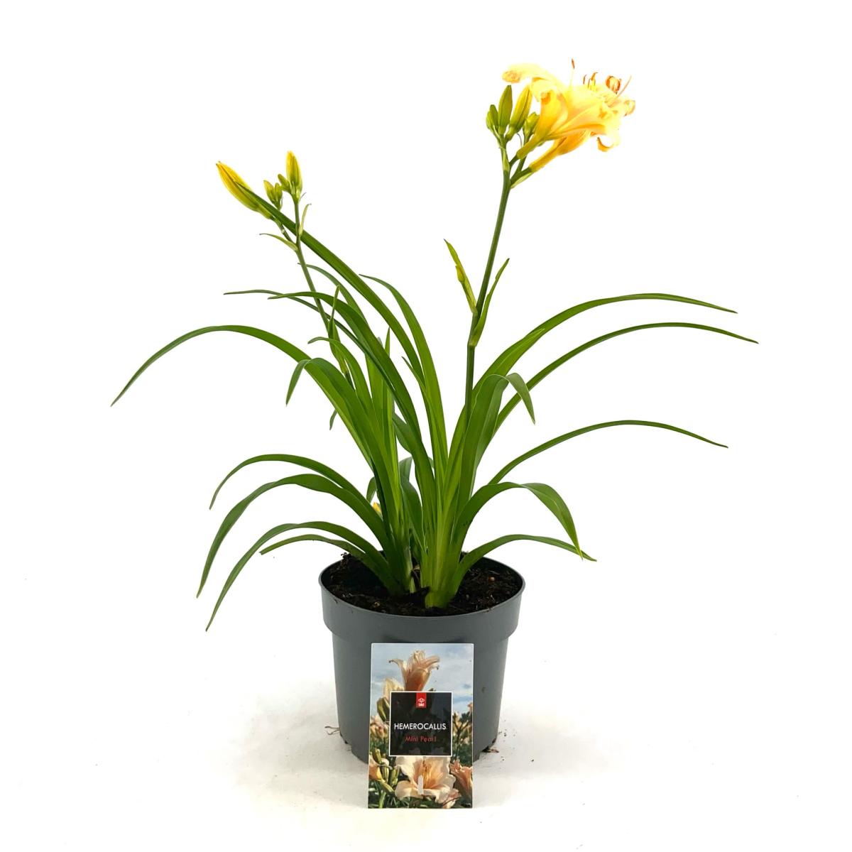 Hemerocallis 'Mini Pearl'