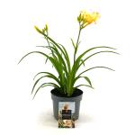 Hemerocallis 'Mini Pearl'