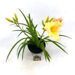Hemerocallis 'Mini Pearl'