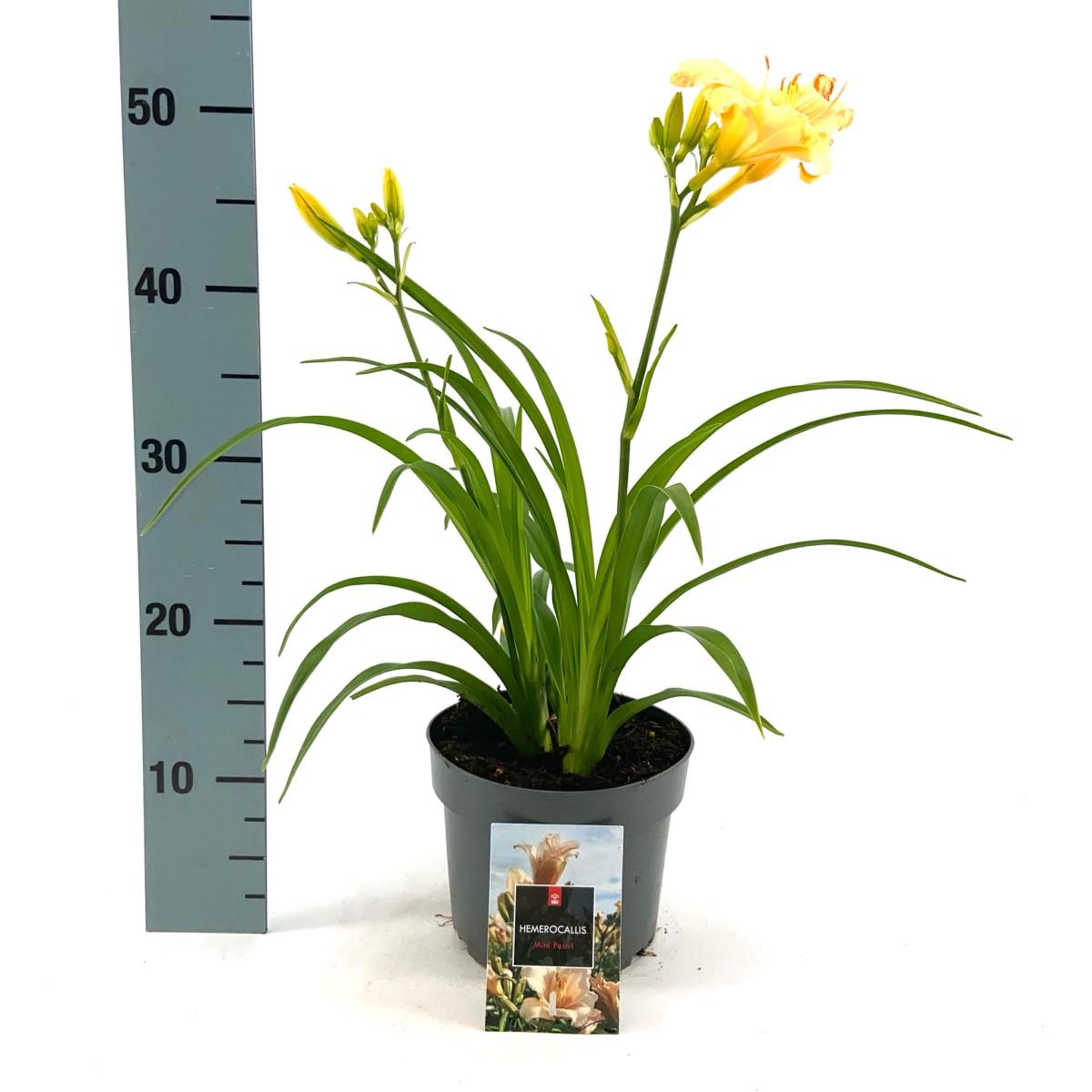 Hemerocallis 'Mini Pearl'