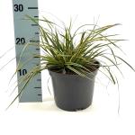 Carex morrowii Evercolor Everglow