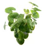 Farfugium japonicum giganteum