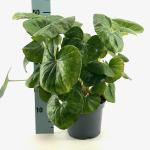 Farfugium japonicum giganteum