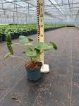 Farfugium japonicum giganteum