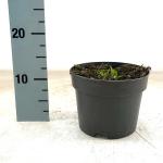 Echinacea purpurea, geel