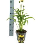 Echinacea purpurea, geel