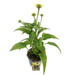 Echinacea purpurea, geel