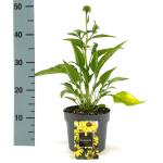 Echinacea purpurea, geel