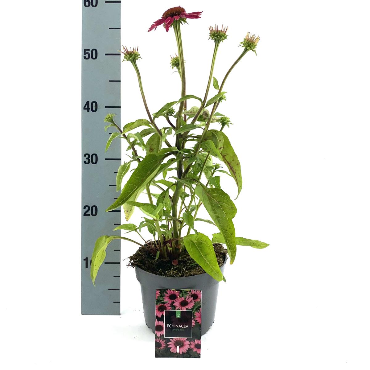 Echinacea purpurea, rose