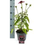 Echinacea purpurea, rose