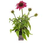 Echinacea purpurea, rose