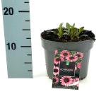 Echinacea purpurea, rose