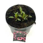 Echinacea purpurea, rose