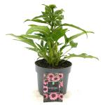 Echinacea purpurea, rose