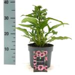 Echinacea purpurea, rose