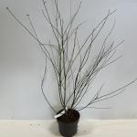 Acer griseum