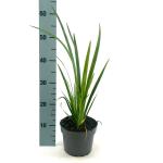 Iris versicolor