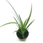 Iris versicolor