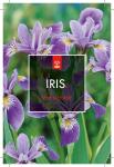 Iris versicolor