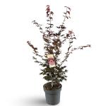 Acer pal. 'Atropurpureum'