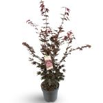 Acer pal. 'Atropurpureum'